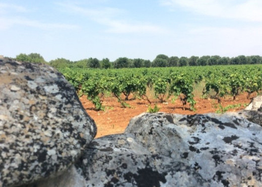 Gianfranco Fino, producteur de vins des Pouilles 